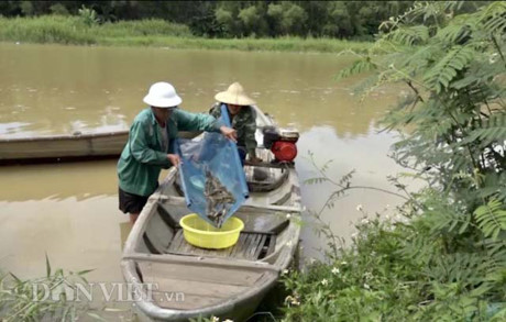 đánh bắt cá bống sông Trà